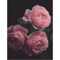 𝒸𝓇𝓊𝑒𝓁