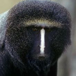 The True Monkey kingdom