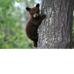 Beary_Cub