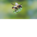 Cute as_can bee