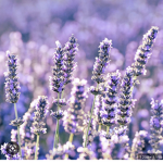 Purple Lavenders!