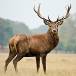 Los Venado