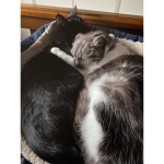 My Cat, Dog gang
