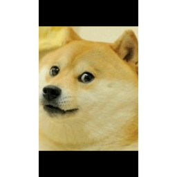Doge home