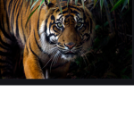 Tigers united :)