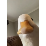 ØOO