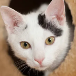 Cat Shack Games