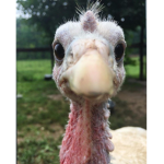 turkey cult !
