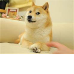 The Doge Legion