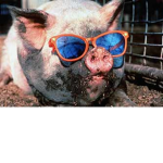 Pigs are cool!!!!!!!!!!!!!!!