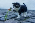 Kitten army too