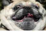 NoooobZ 2 Expert R2D