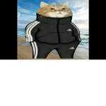 paticik guys