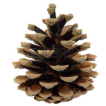 Pinecone Security
