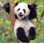 Panda squad (chloe)