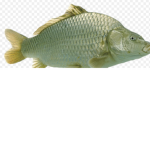 Fish cult (WE LOVE FISH)