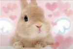 angbunny