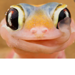 Lizard why not