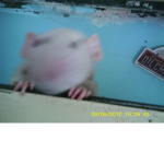 coot rats