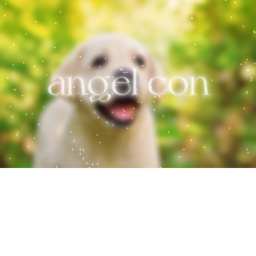 angel con