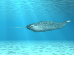 TheNarwhalSquad