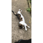 My cat Is Cute Called Harry