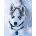the huskies$$$$