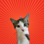 Cats and kittens gang