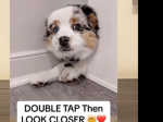 Oscars puppies