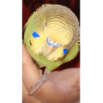 Forest Bird fun and educational hi thing and silly