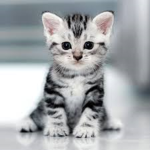 ||kittens||