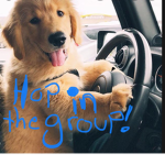 Starbucks for pups