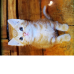 kittysquad!!!