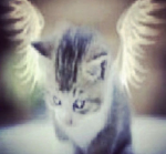 ameowica