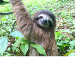 Go sloths