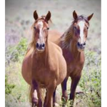Equstrian Diamonds