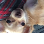 Ya BOI DoGe