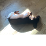 Lil puppy life