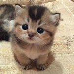 Chat_mimi_bacon