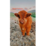 #pink cows
