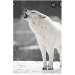 The Arctic Wolf Clan