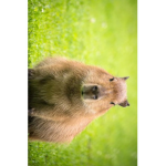 Gruppo_capybara_cute