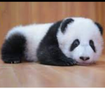 pandas_are_gods