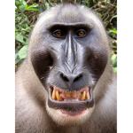 Monkey fan club! Yes sir
