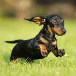 dachshund jumping in a field of grass