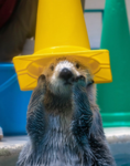 The Otter Community