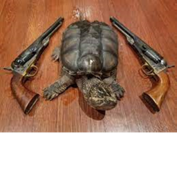 who killed the holy turtle