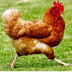 Talented_chicken_club