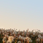 Luluシ