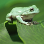 Frogs club :>